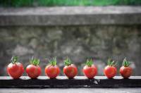 33 Bild - Strauchtomaten in Reihe